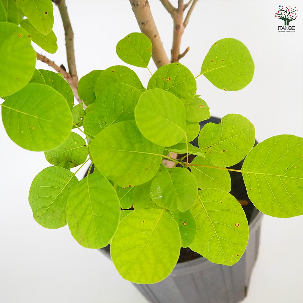 スモークツリー ゴールデンスピリット 【花木苗 8号／1個売り