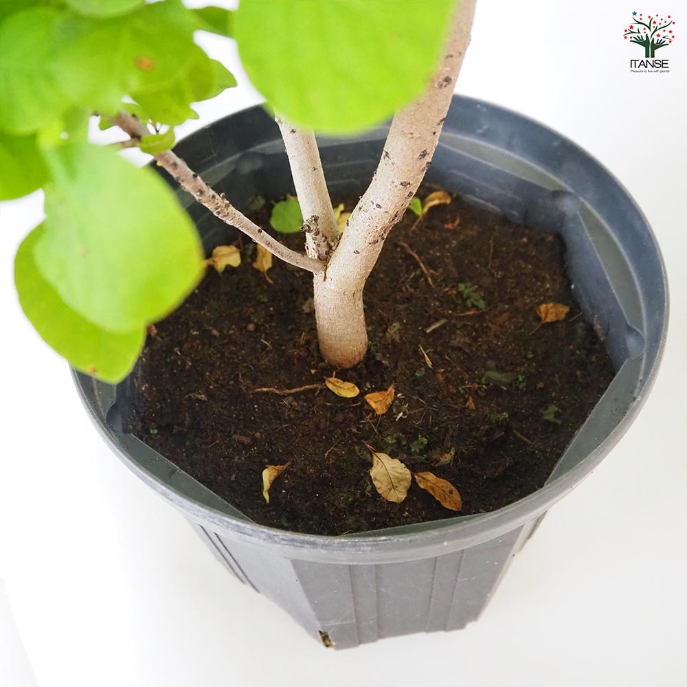 スモークツリー ゴールデンスピリット 【花木苗 8号／1個売り