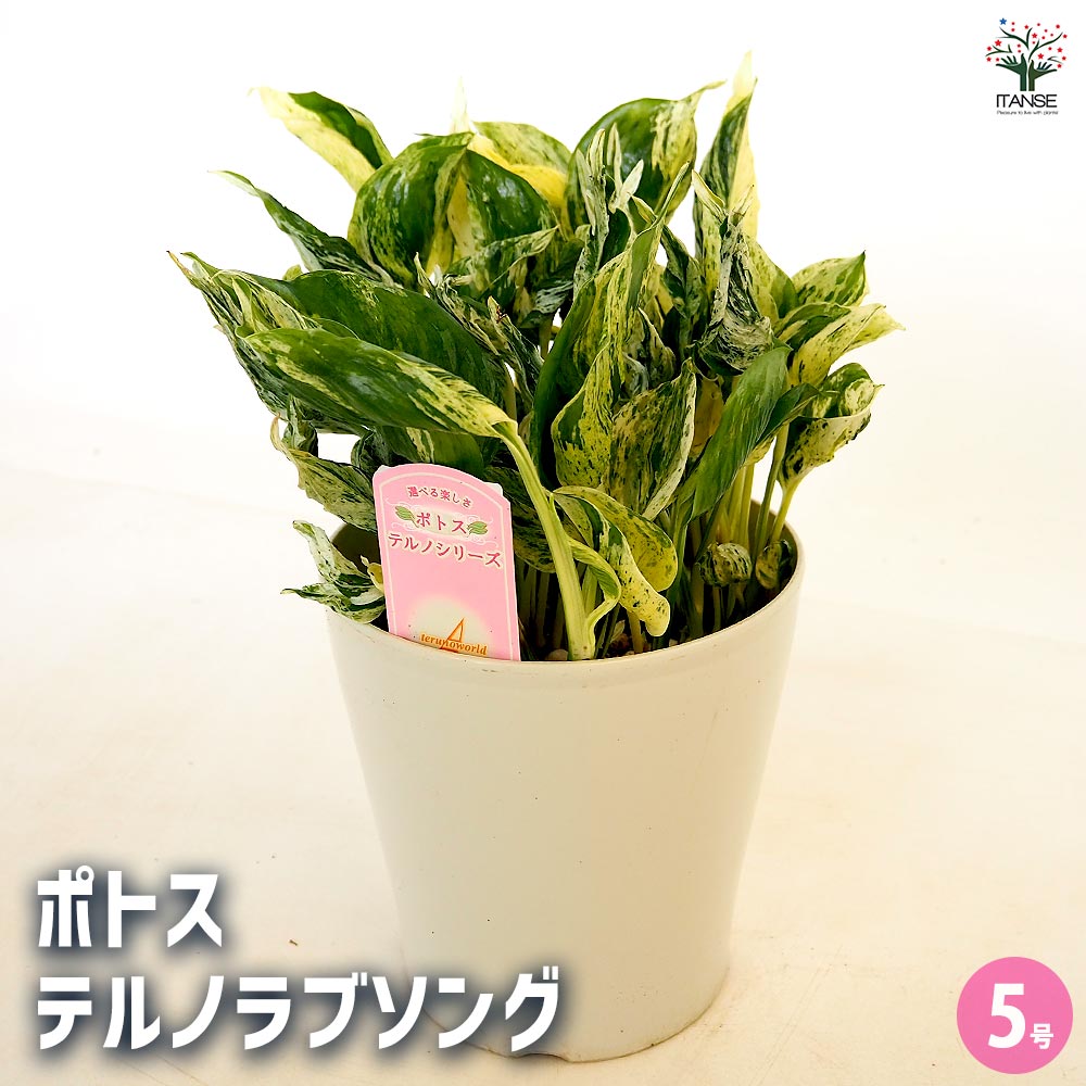 ポトス テルノラブソング 【観葉植物 5号／1個売り】｜ 【植物の