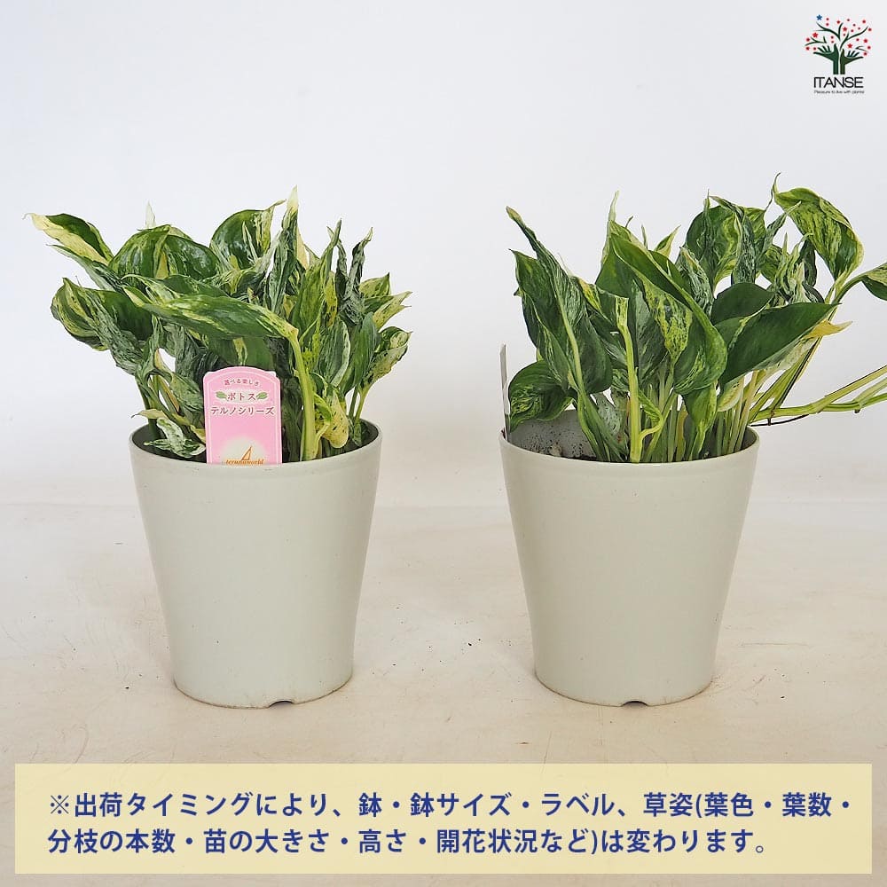 ポトス テルノラブソング 【観葉植物 5号／1個売り】｜ 【植物の