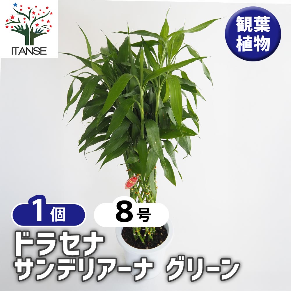 ドラセナ サンデリアーナ 緑葉 【観葉植物 8号／1個売り】