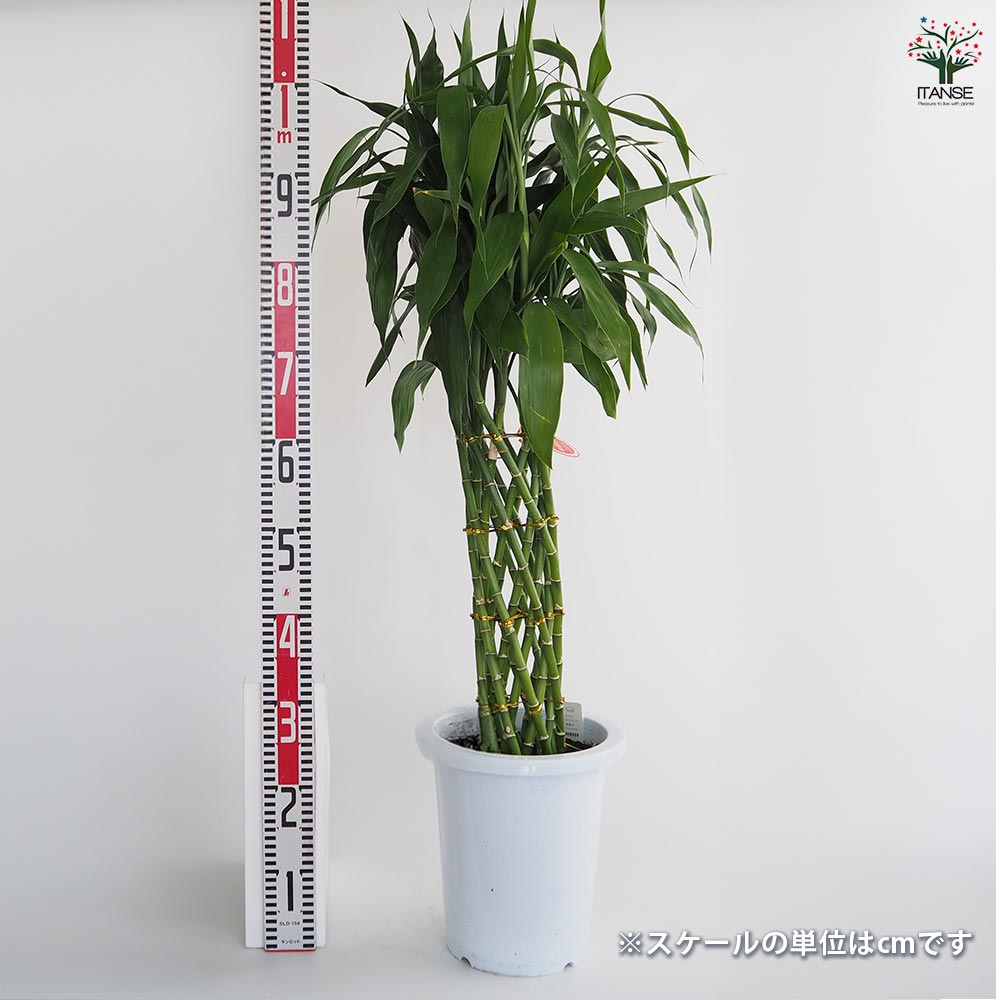 ドラセナ サンデリアーナ 緑葉 【観葉植物 8号／1個売り】