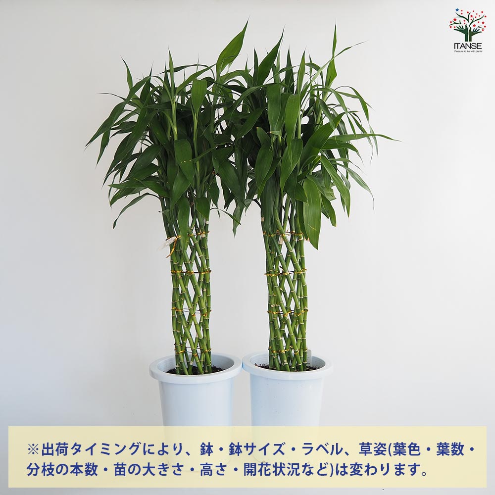 ドラセナ サンデリアーナ 緑葉 【観葉植物 8号／1個売り】
