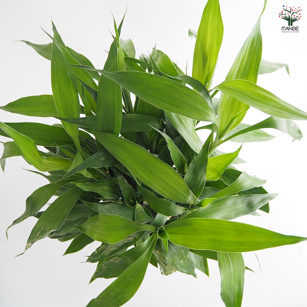 ドラセナ サンデリアーナ 緑葉 【観葉植物 8号／1個売り】