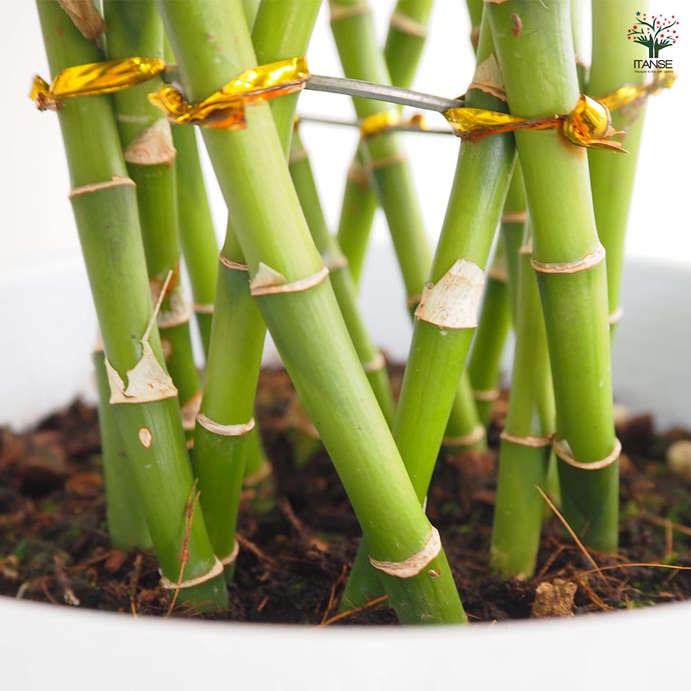 ドラセナ サンデリアーナ 緑葉 【観葉植物 8号／1個売り】