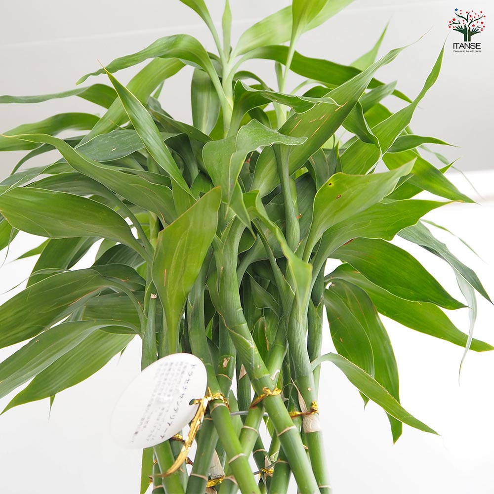 ドラセナ サンデリアーナ 緑葉 【観葉植物 8号／1個売り】