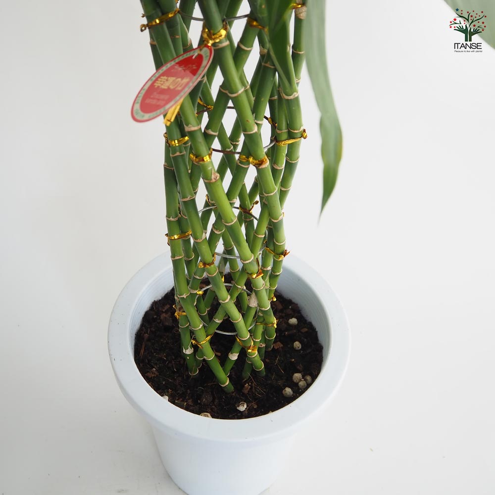 ドラセナ サンデリアーナ 緑葉 【観葉植物 8号／1個売り】