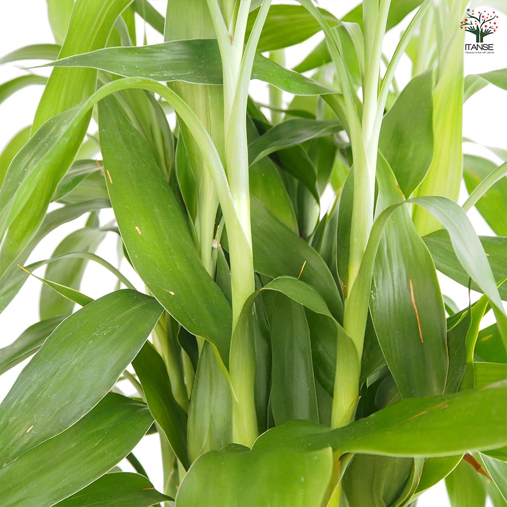 ドラセナ サンデリアーナ 緑葉 【観葉植物 8号／1個売り】