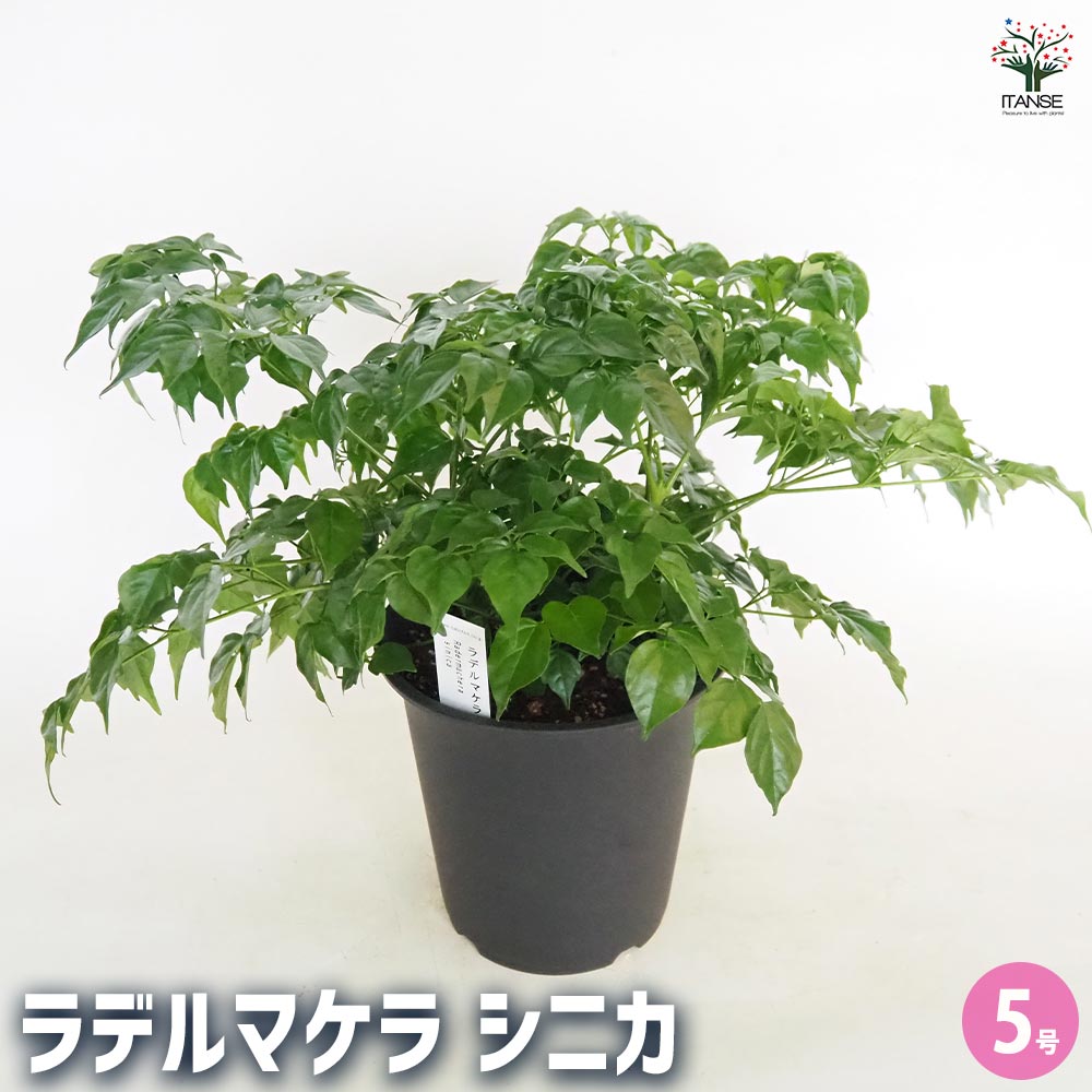ラデルマケラ シニカ 【観葉植物 5号／1個売り】｜ 【植物の