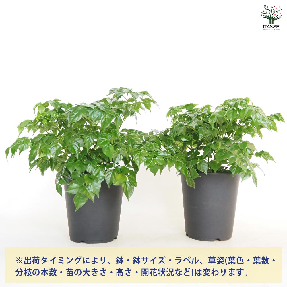 ラデルマケラ シニカ 【観葉植物 5号／1個売り】｜ 【植物の