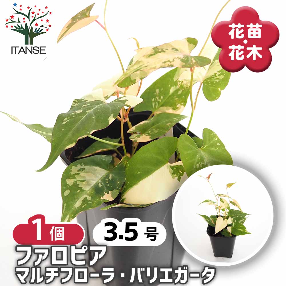 ファロピア マルチフローラバリエガータ 【花苗 3.5号／1個売り
