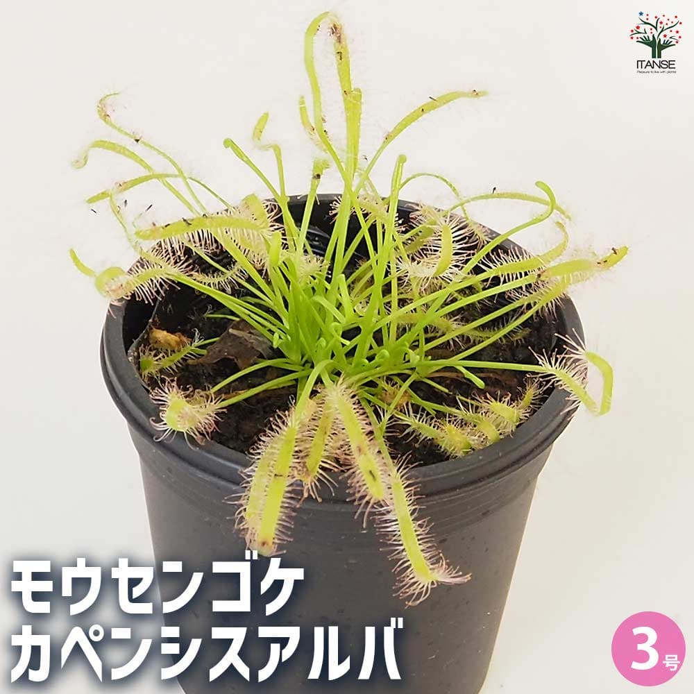 食虫植物 モウセンゴケ カペンシスアルバ 【観葉植物 3号/1個 食虫植物 モウセンゴケ カペンシスアルバ 【観葉植物 3号/1個