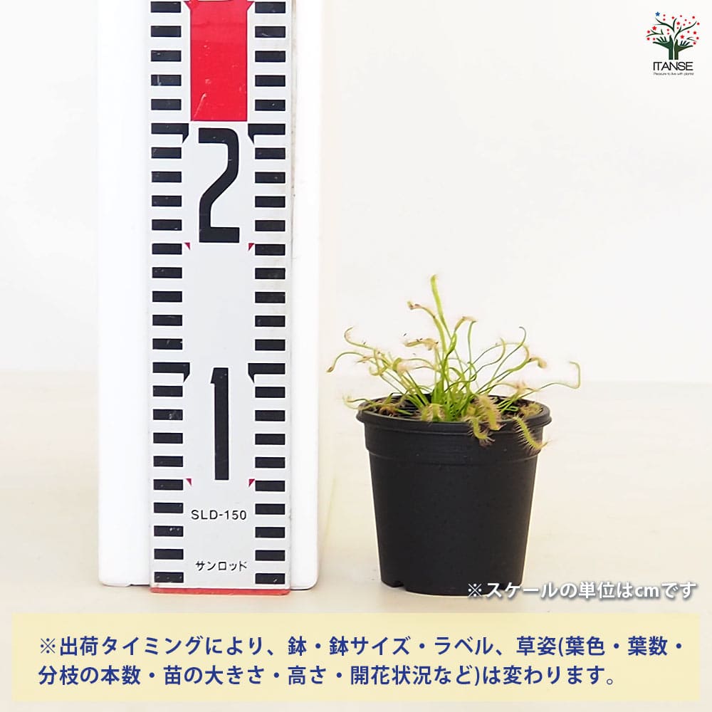 食虫植物 モウセンゴケ カペンシスアルバ 【観葉植物 3号/1個売り】