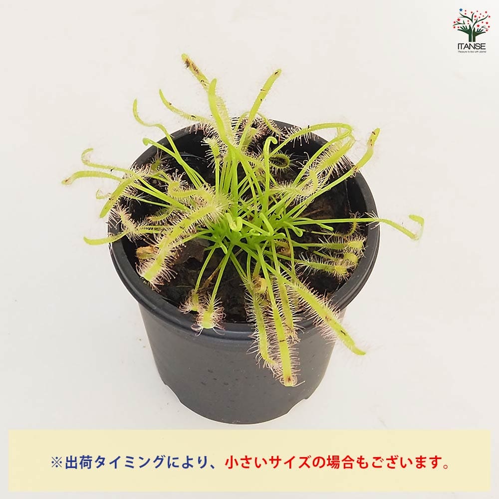 食虫植物 モウセンゴケ カペンシスアルバ 【観葉植物 3号/1個売り】