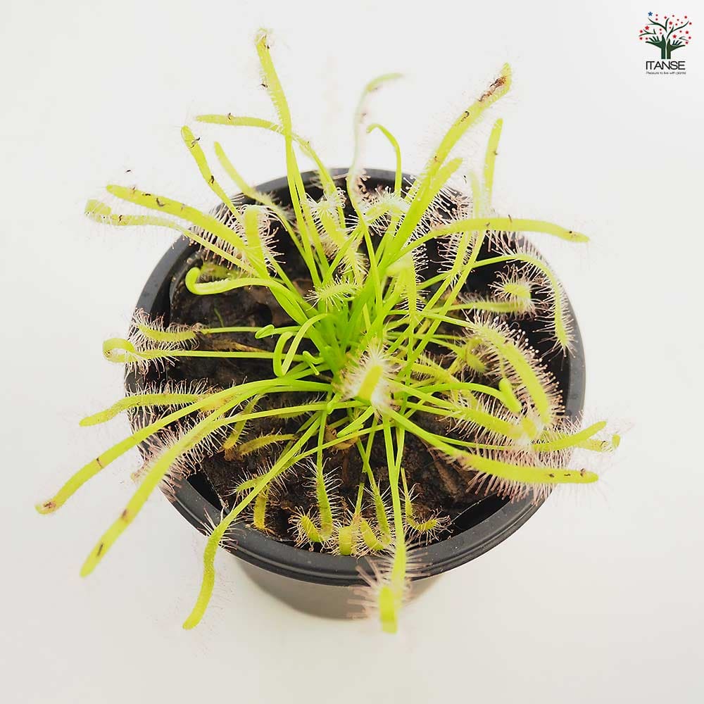 食虫植物 モウセンゴケ カペンシスアルバ 【観葉植物 3号/1個売り】