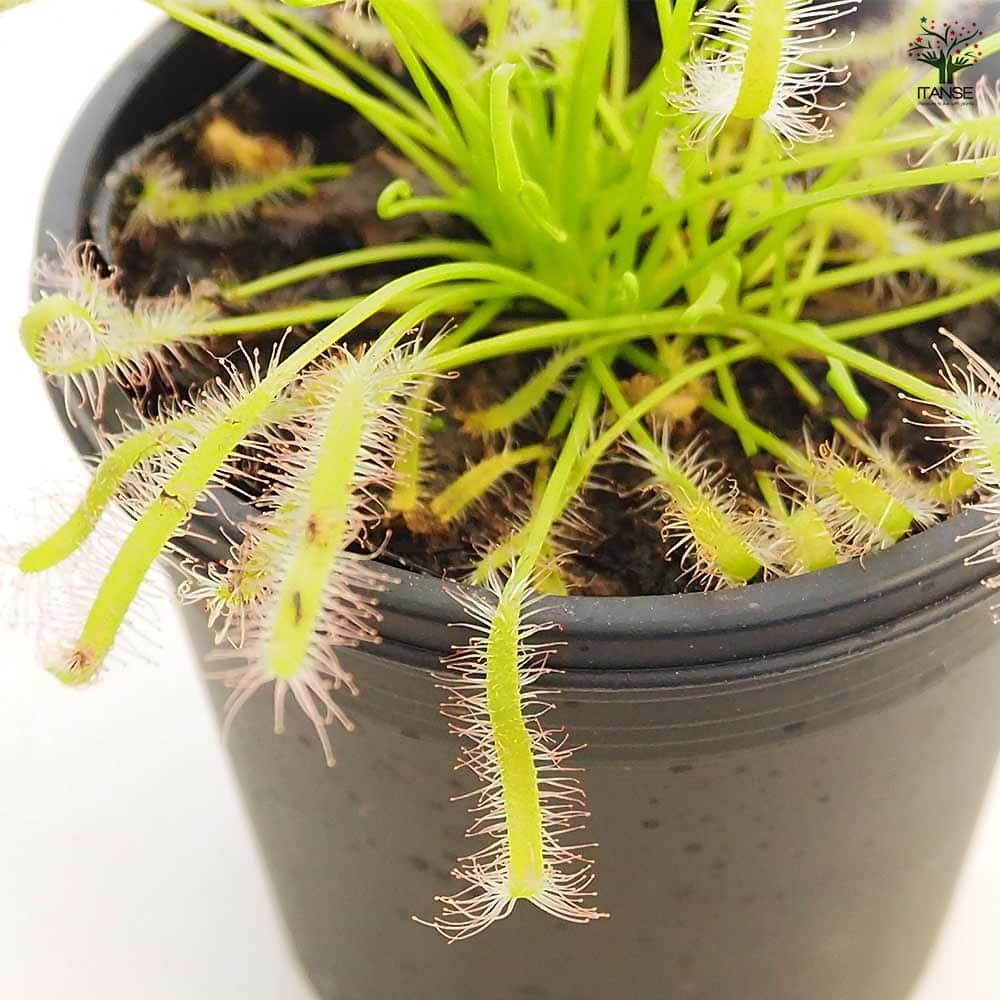 食虫植物 モウセンゴケ カペンシスアルバ 【観葉植物 3号/1個売り】
