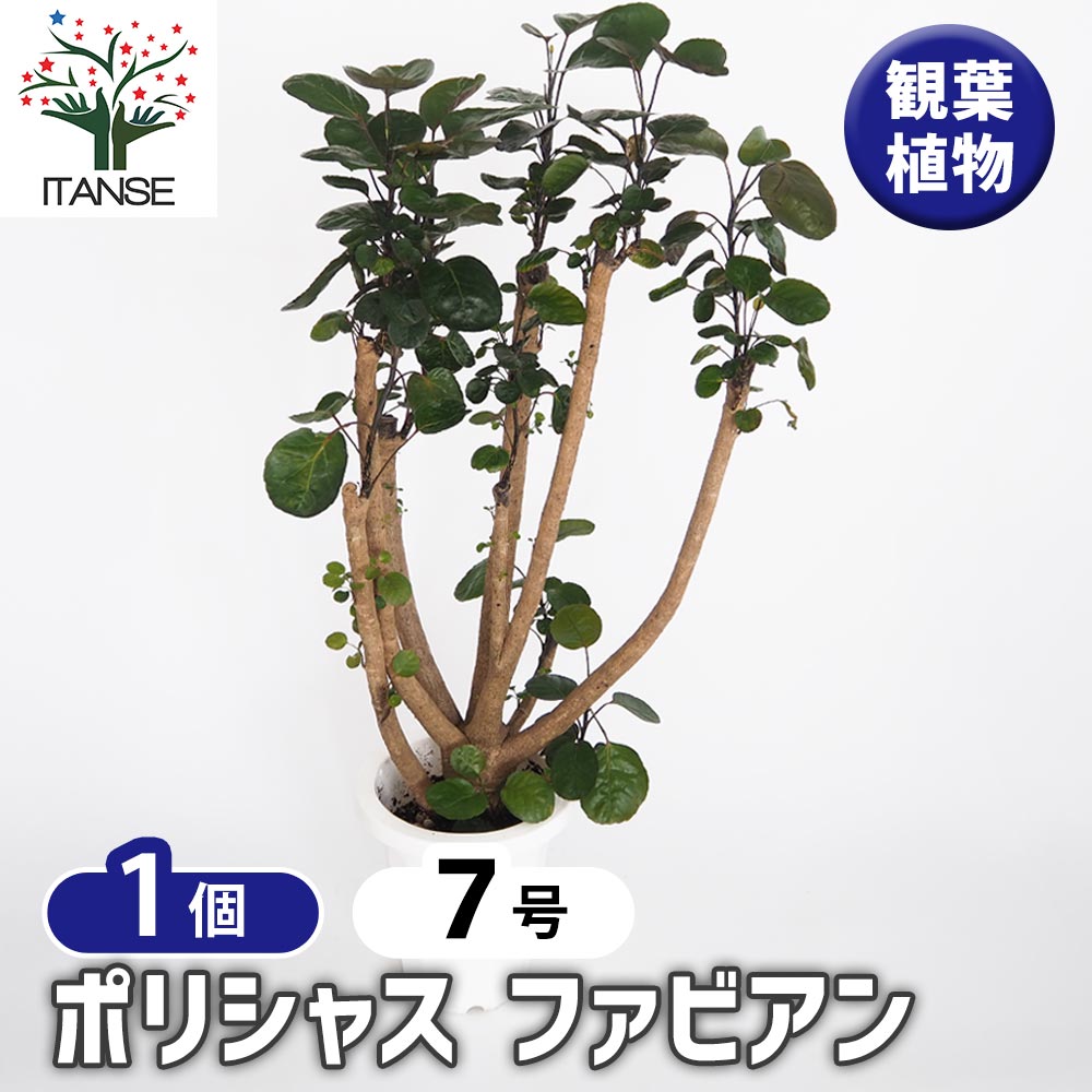 ポリシャス ファビアン 【観葉植物 7号／1個売り】