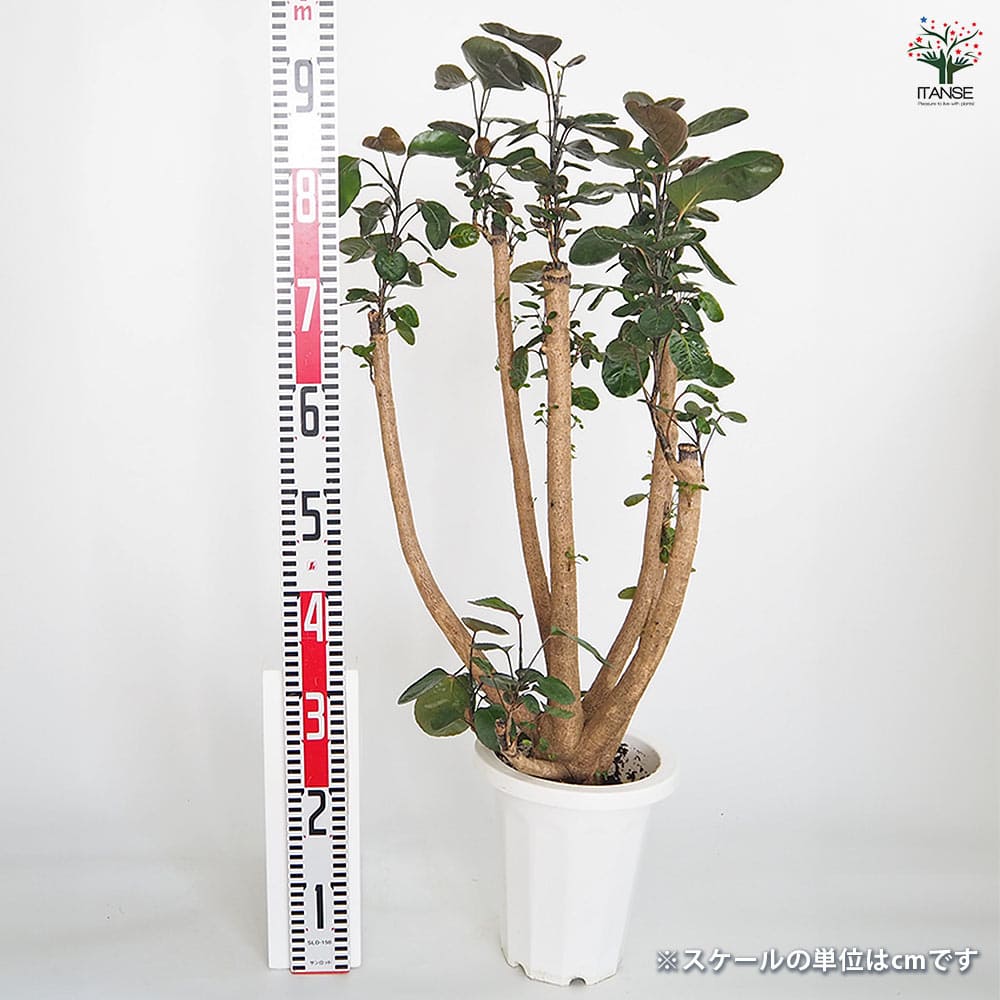 ポリシャス ファビアン 【観葉植物 7号／1個売り】