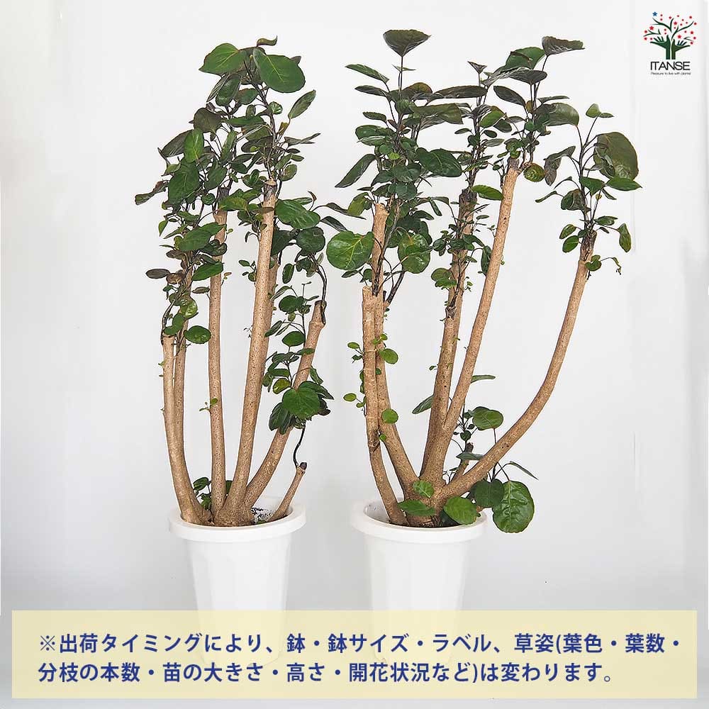 ポリシャス ファビアン 【観葉植物 7号／1個売り】
