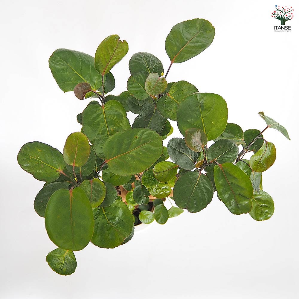 ポリシャス ファビアン 【観葉植物 7号／1個売り】