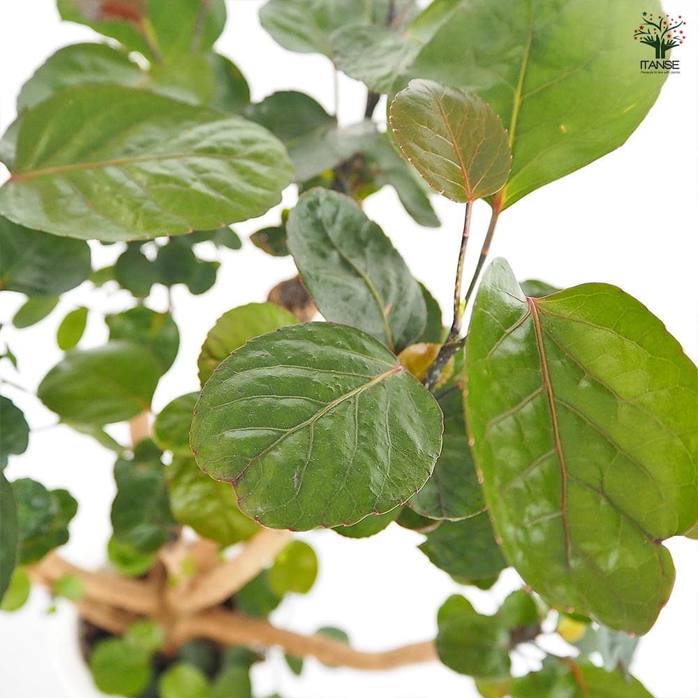 ポリシャス ファビアン 【観葉植物 7号／1個売り】