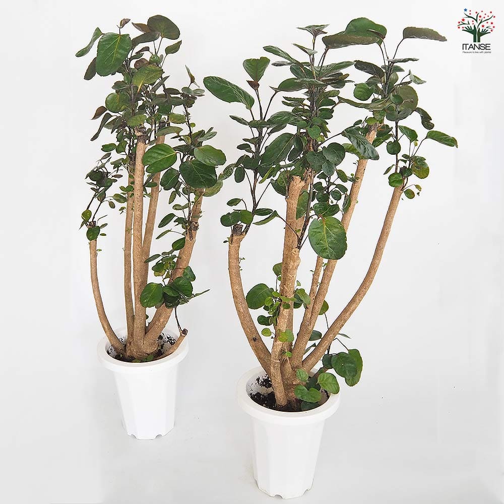 ポリシャス ファビアン 【観葉植物 7号／1個売り】