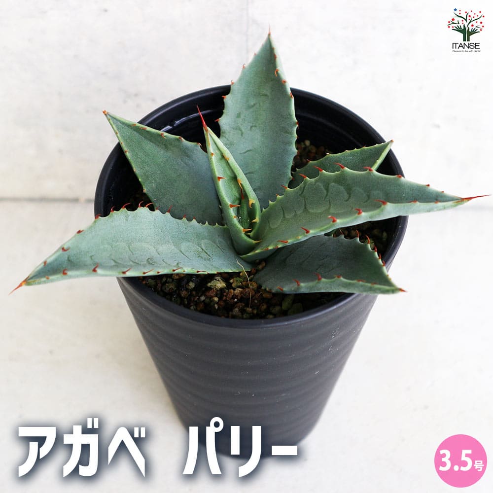 アガベ パリー 【多肉植物 3.5号／1個売り】｜ 【植物のITANSE