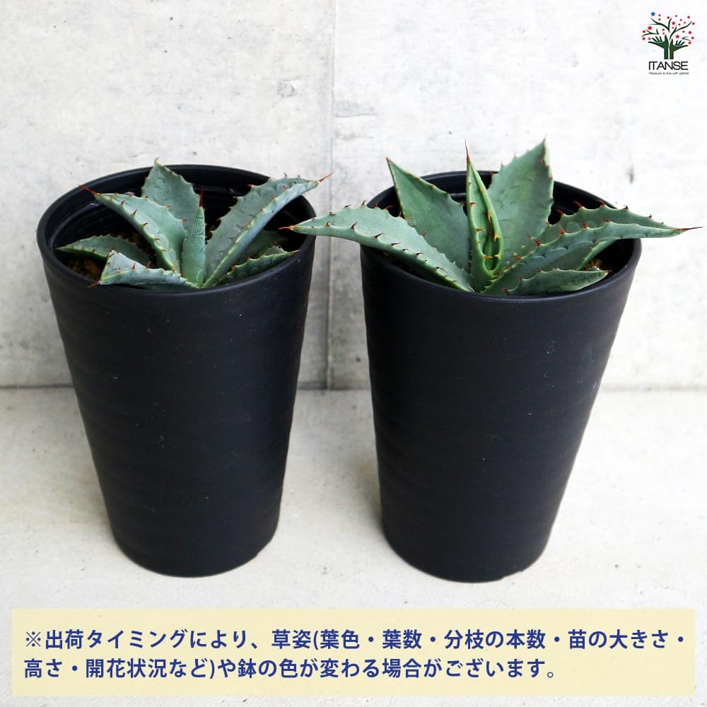 アガベ パリー 【多肉植物 3.5号／1個売り】｜ 【植物のITANSE
