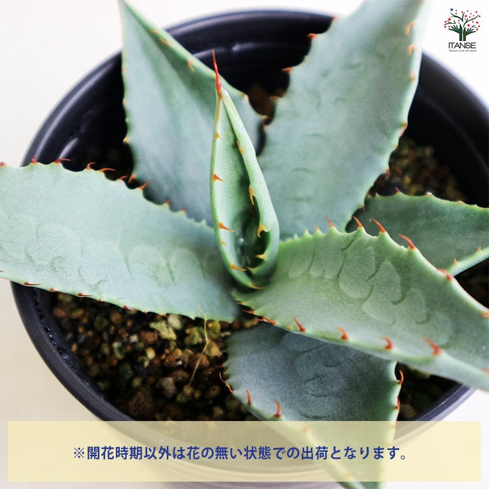 アガベ パリー 【多肉植物 3.5号／1個売り】｜ 【植物のITANSE