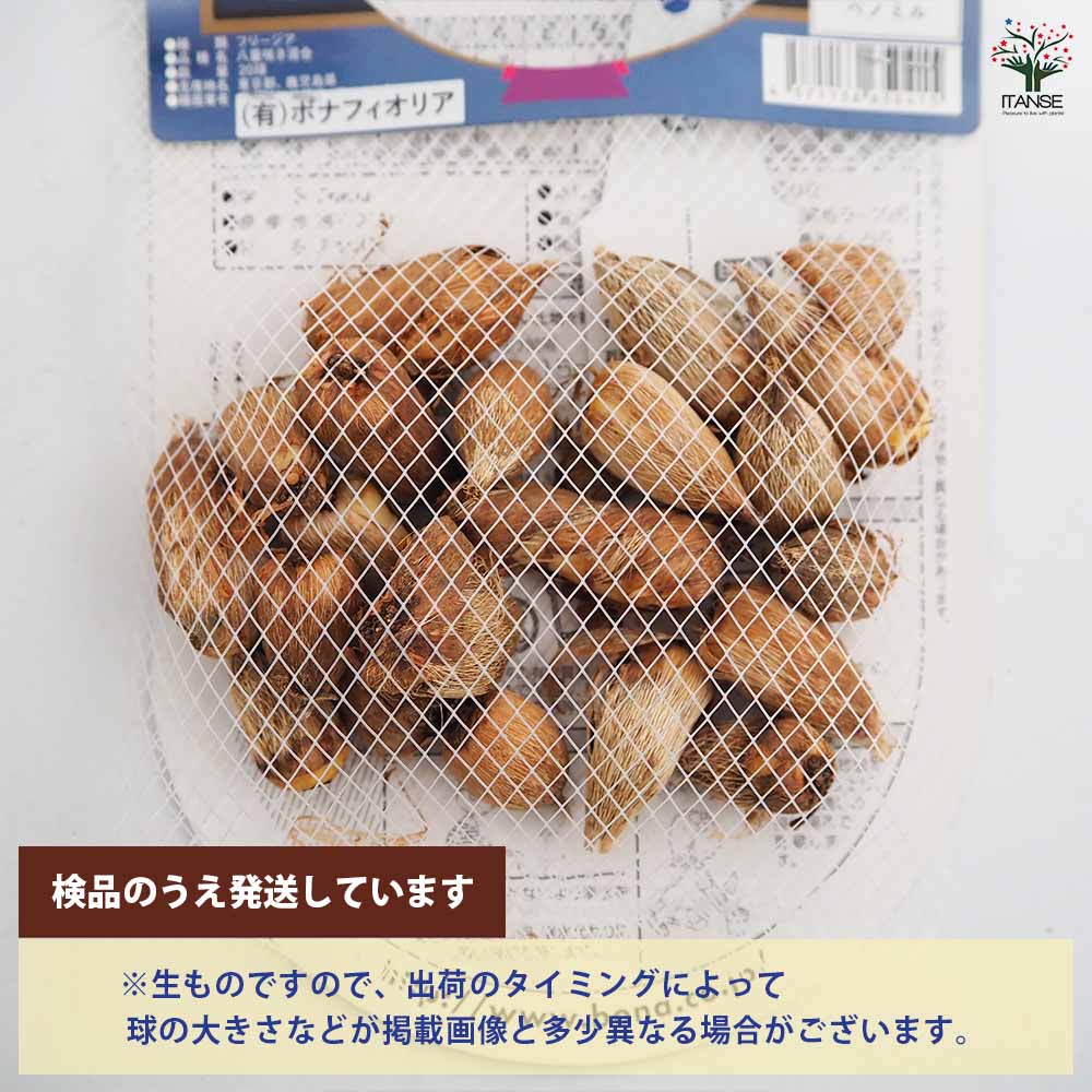 フリージア 八重 混合 【花球根 20球】｜ 【植物のITANSE】全品