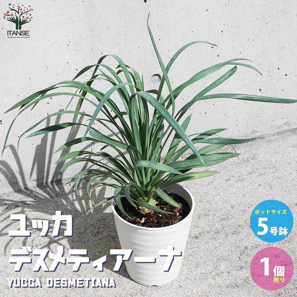 ユッカ・デスメティアーナ【観葉植物 5号鉢(銀緑)／1個売り】