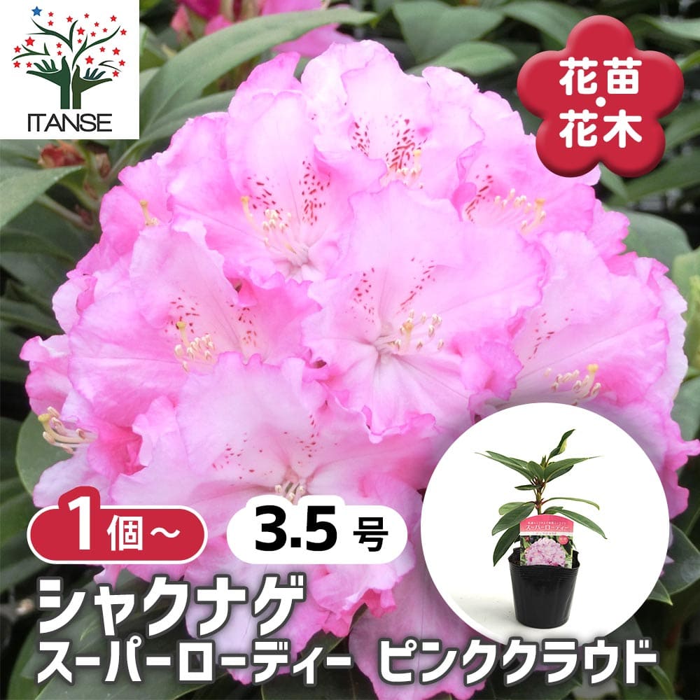 シャクナゲ スーパーローディーピンククラウド 【花木苗 3.5号