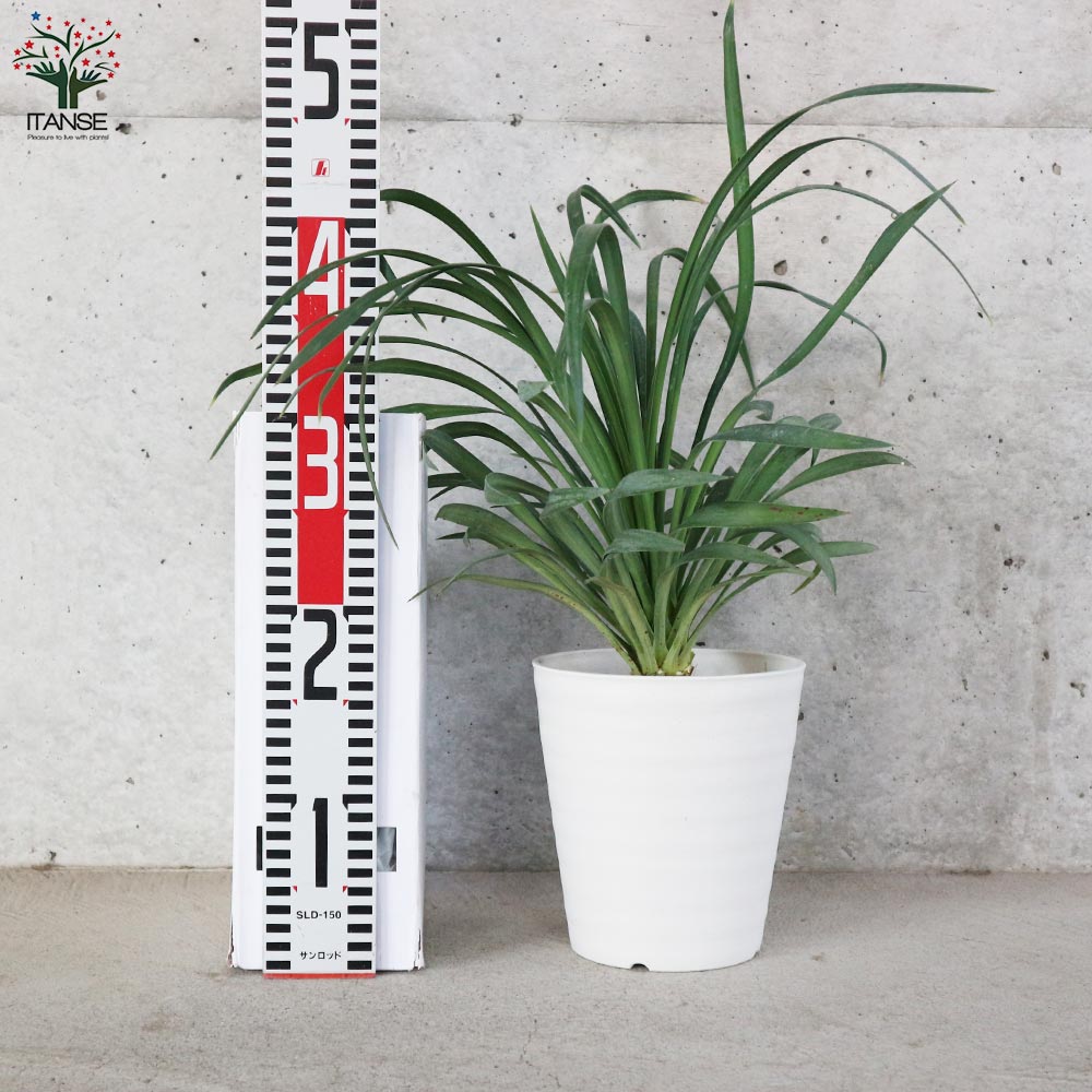 ユッカ・デスメティアーナ【観葉植物 5号鉢(銀緑)／1個売り】