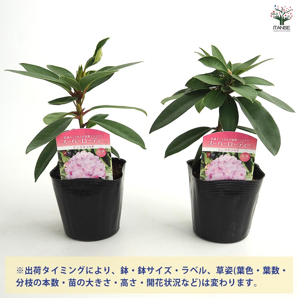 シャクナゲ スーパーローディーピンククラウド 【花木苗 3.5号