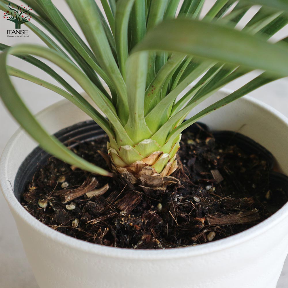 ユッカ・デスメティアーナ【観葉植物 5号鉢(銀緑)／1個売り】