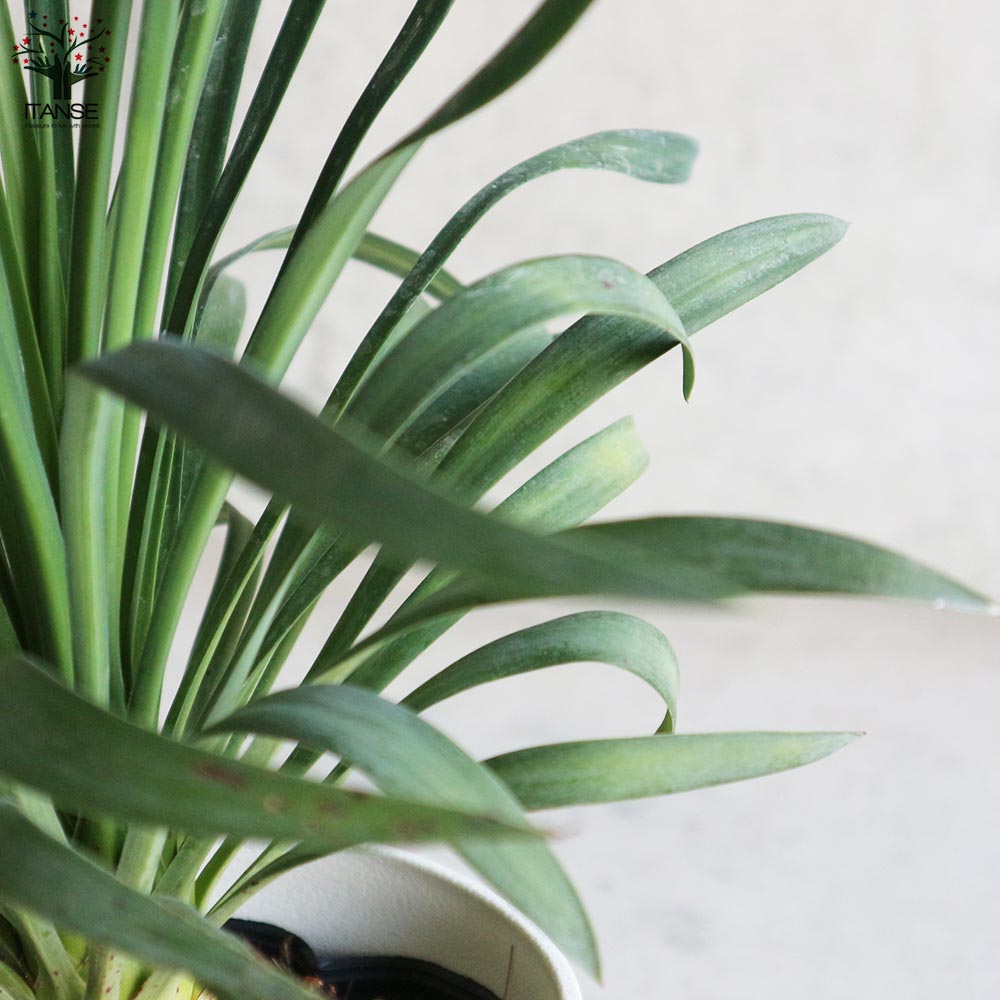 ユッカ・デスメティアーナ【観葉植物 5号鉢(銀緑)／1個売り】｜ 【植物