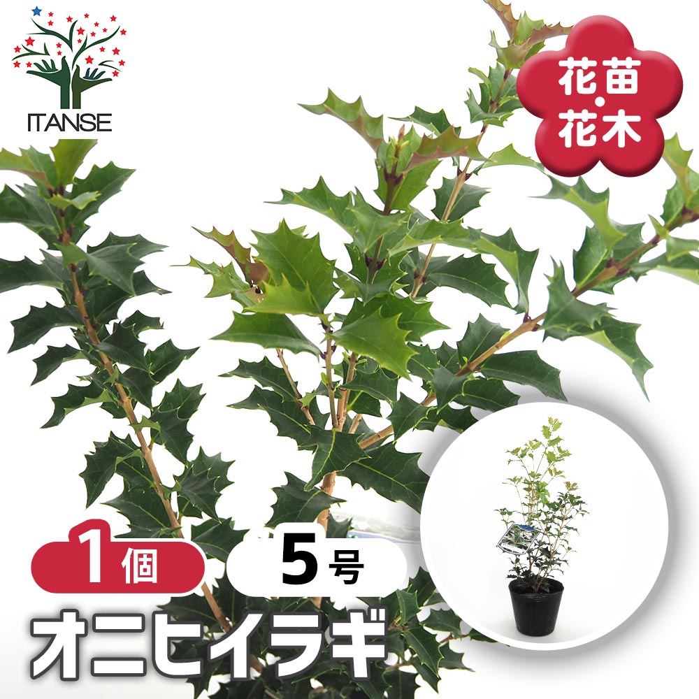 オニヒイラギ 【花木苗 5号／1個売り】｜ 【植物のITANSE】全品