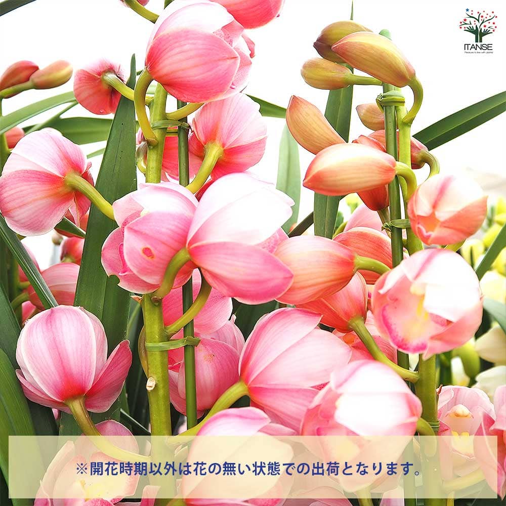 シンビジウム バレリーナ 【花苗 8号／1個売り】