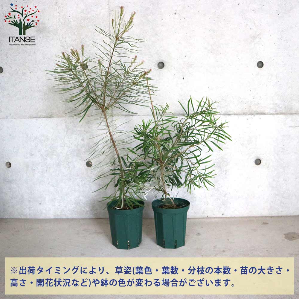 バンクシア・ヘアピン【庭木 5号スリット鉢大苗／1個売り