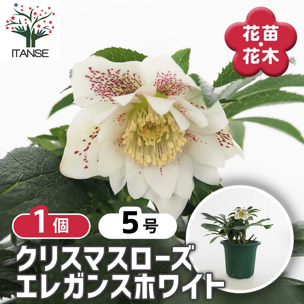 クリスマスローズ エレガンスホワイト 【花苗 5号／1個売り】｜ 【植物
