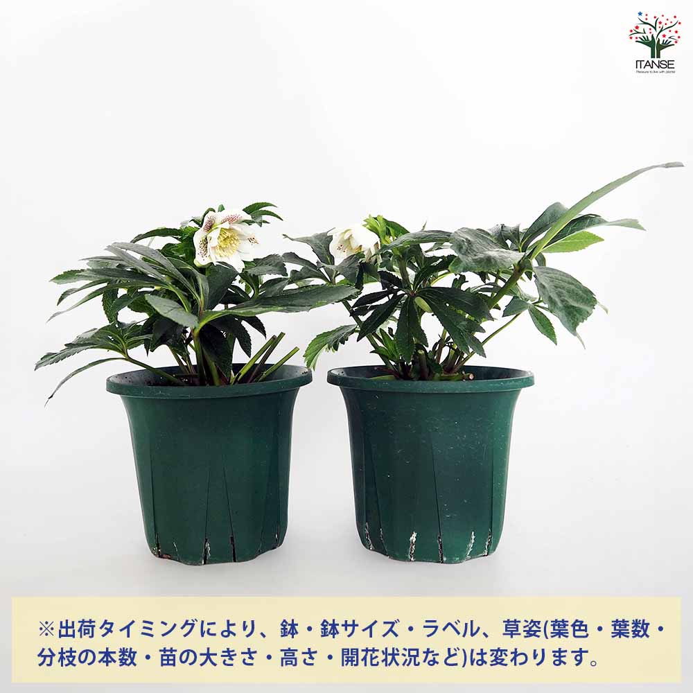 クリスマスローズ エレガンスホワイト 【花苗 5号／1個売り】｜ 【植物
