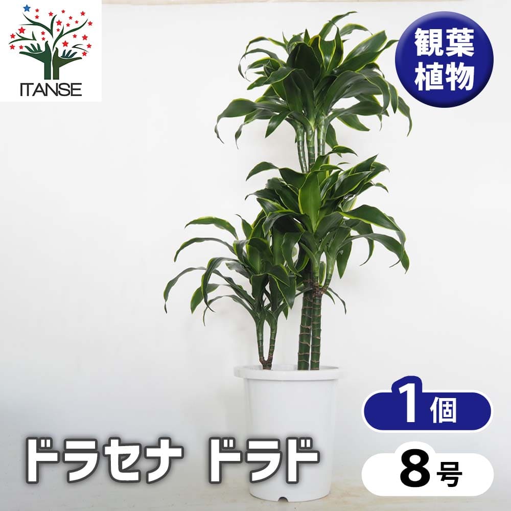 観葉植物　ドラセナ 観葉植物 ドラセナ カンボジアーナ 8号 プラスチック鉢 | 観葉植物なら