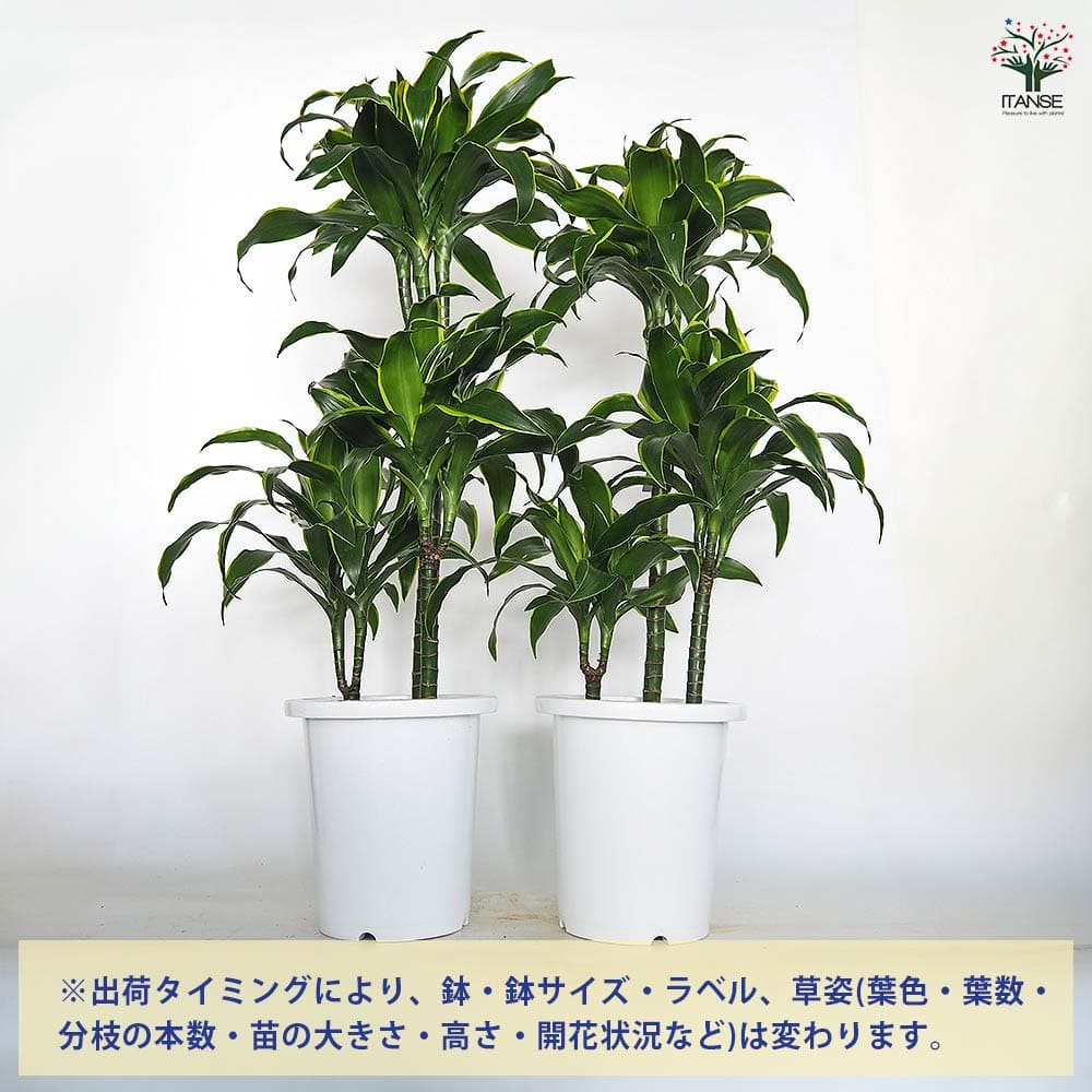 ドラセナ ドラド 【観葉植物 8号／1個売り】｜ 【植物のITANSE