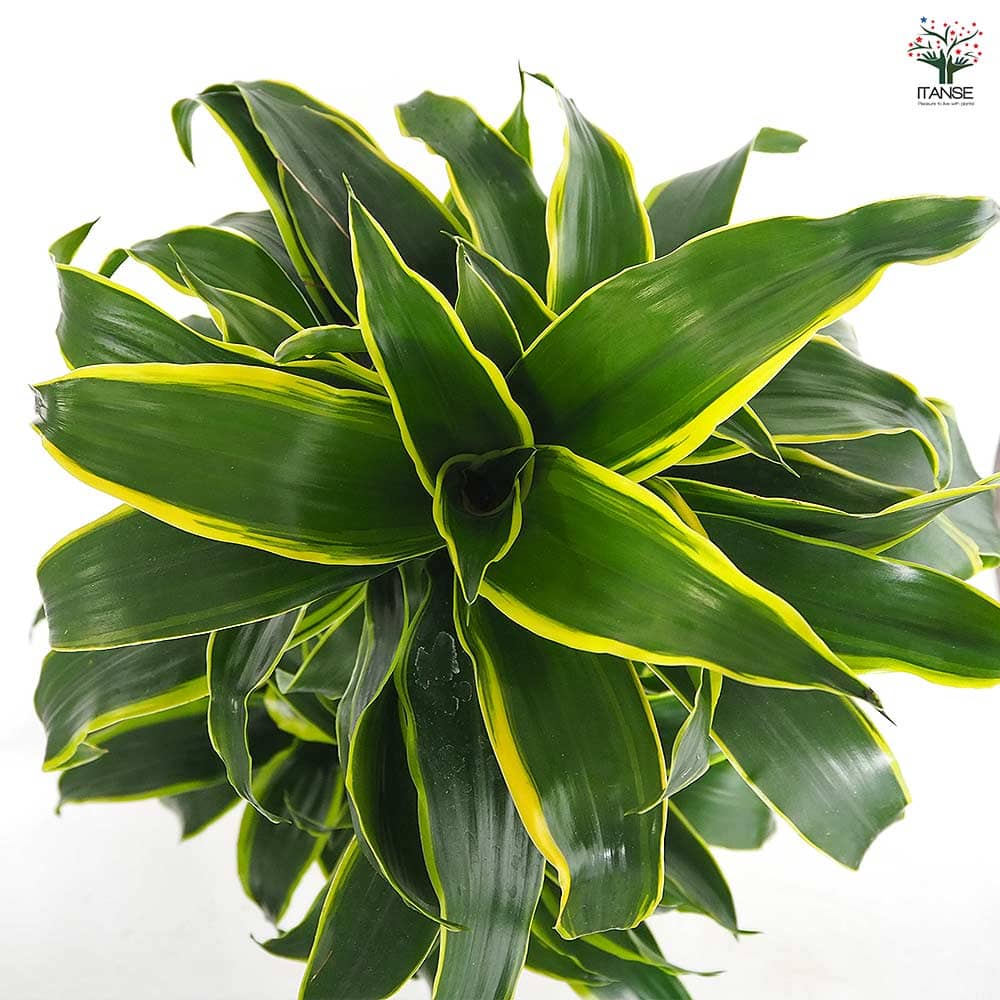 ドラセナ ドラド 【観葉植物 8号／1個売り】｜ 【植物のITANSE
