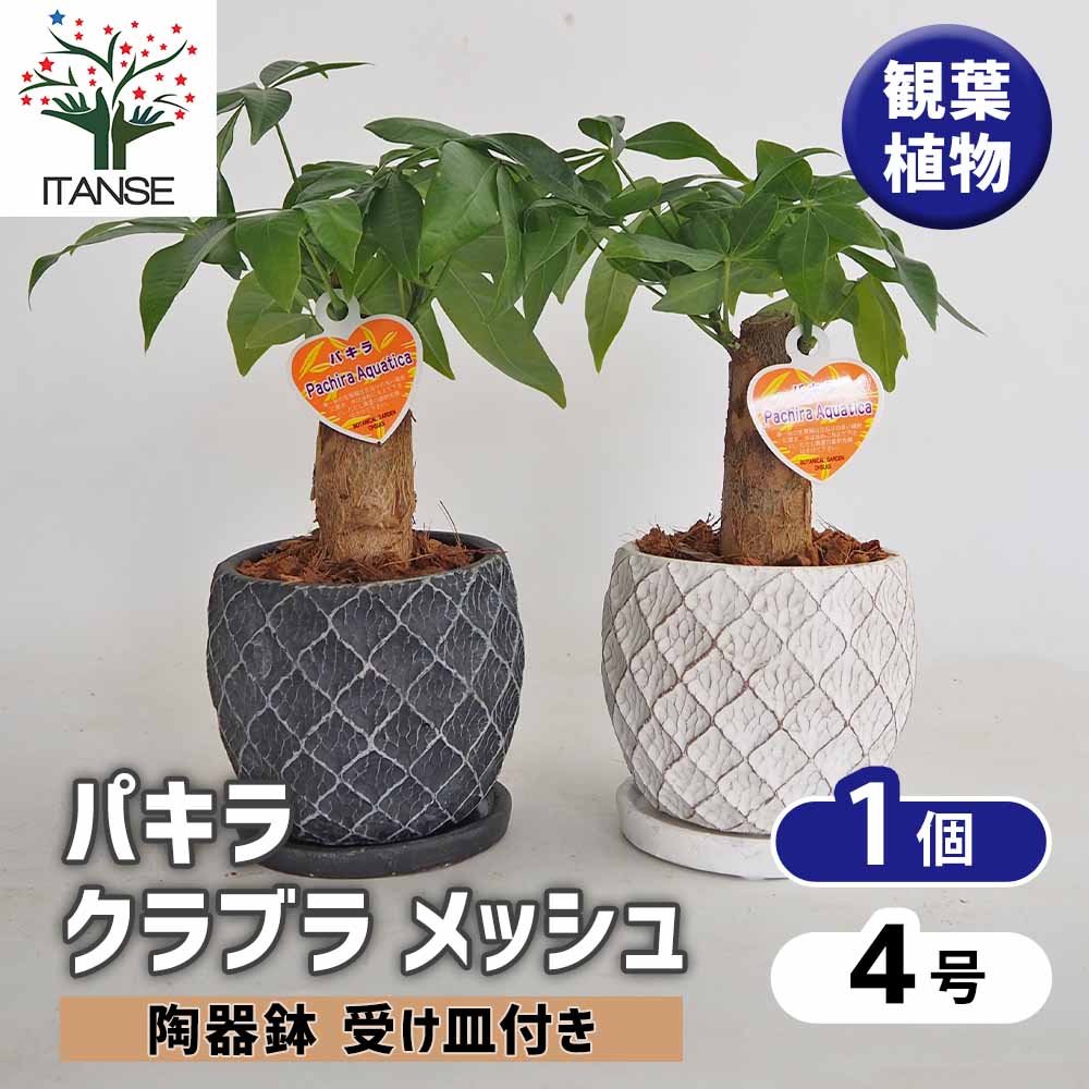 パキラ グラブラ メッシュ陶器鉢 受け皿付き 【観葉植物 4号