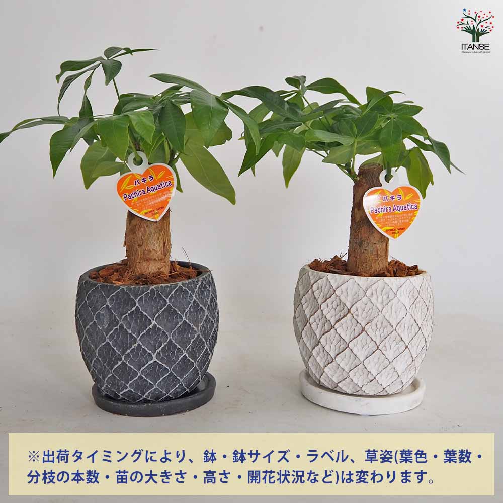 パキラ グラブラ メッシュ陶器鉢 受け皿付き 【観葉植物 4号