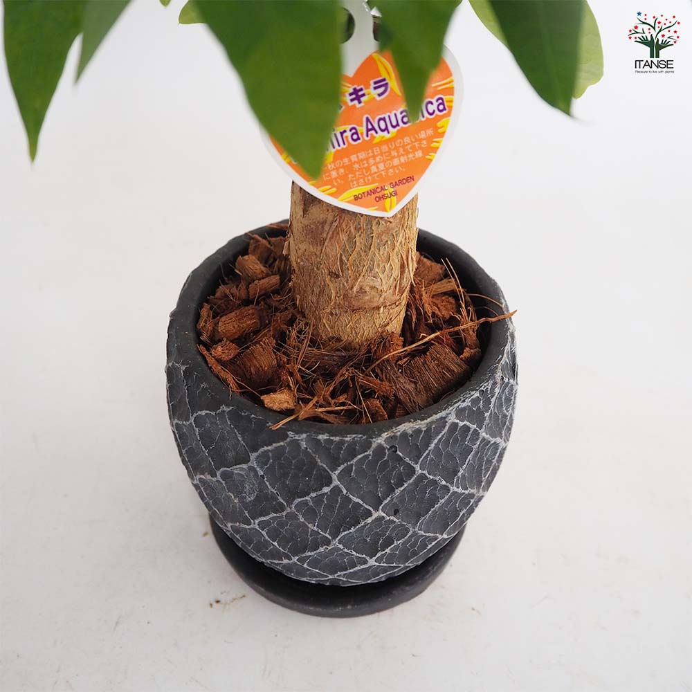 【セール】パキラ　斑入り　約4号鉢　No.006　鉢、送料込 PLANCHU 観葉植物 パキラ ネジリ 4号鉢 受け皿付き 育て方説明書付き
