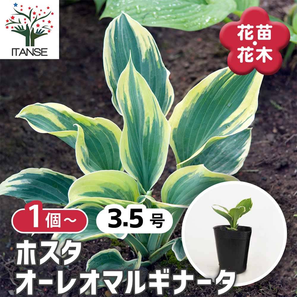 ホスタ オーレオ マルギナータ 【花苗 3.5号】｜ 【植物のITANSE