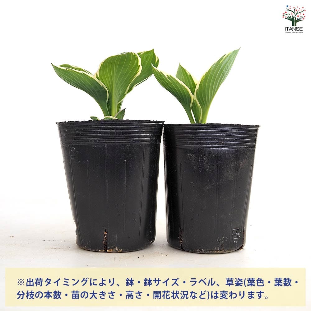 ホスタ オーレオ マルギナータ 【花苗 3.5号】｜ 【植物のITANSE