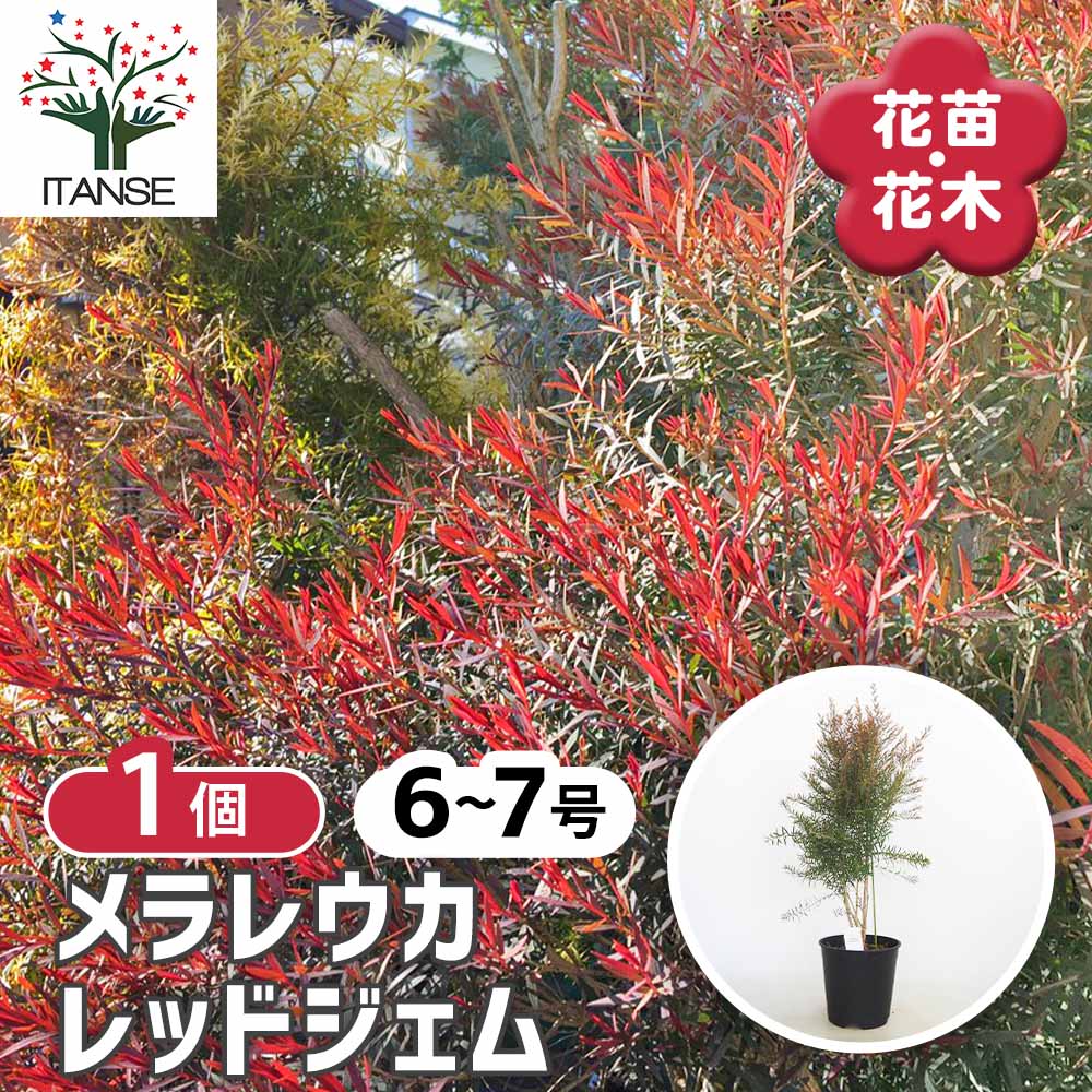 超美形。仕立てメラレウカ レッドジェム1.8M(鉢底から)品番B メラレウカ レッドジェム 【花木苗 6号／1個売り】｜ 【植物の